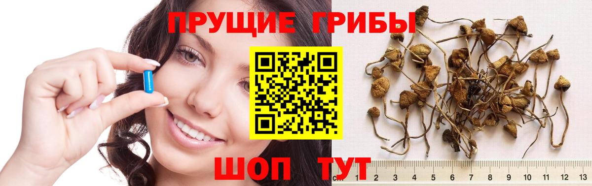 Псилоцибиновые грибы мицелий Югорск